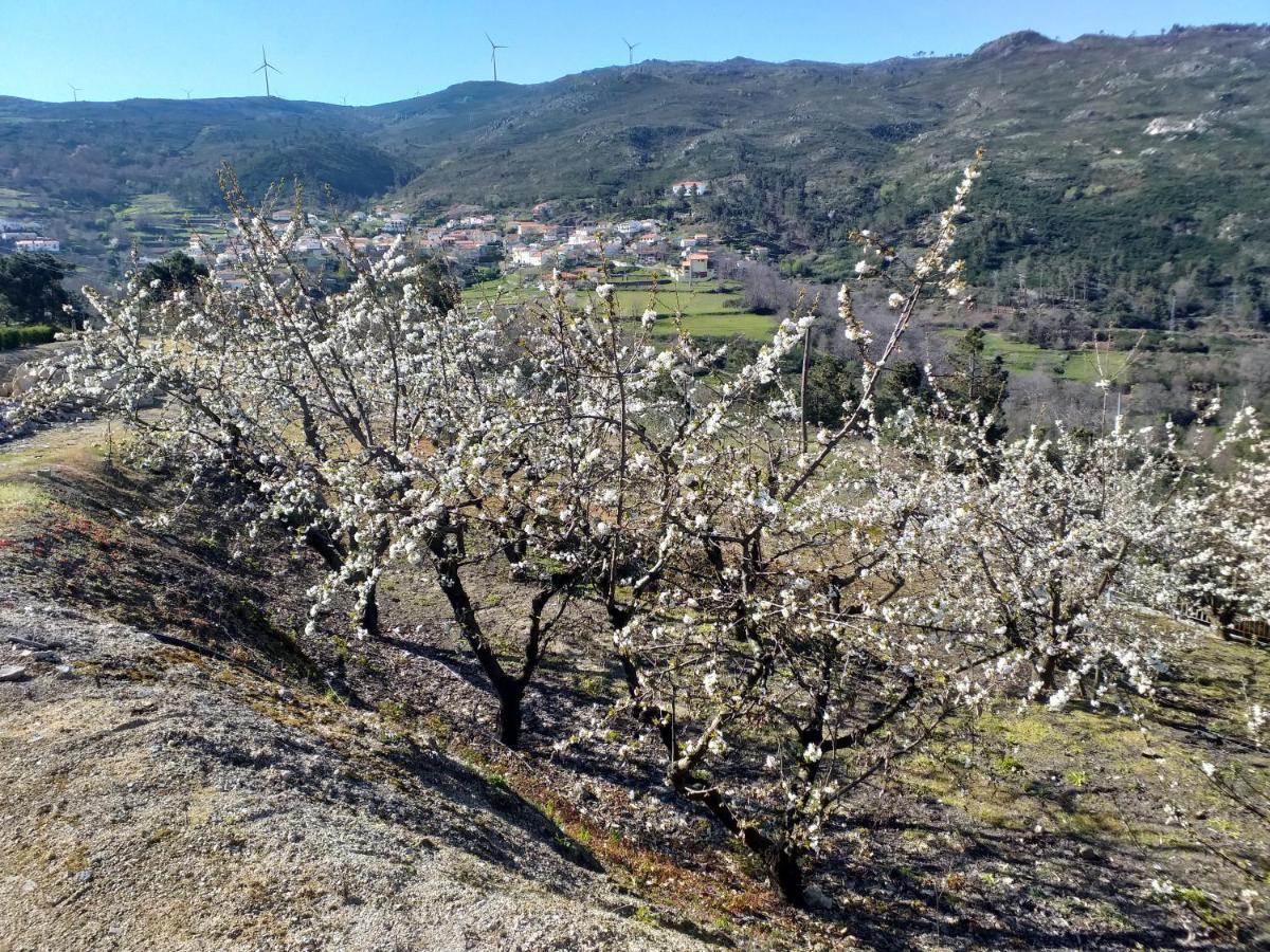 Quinta Da Timpeira Konuk evi Lamego Dış mekan fotoğraf